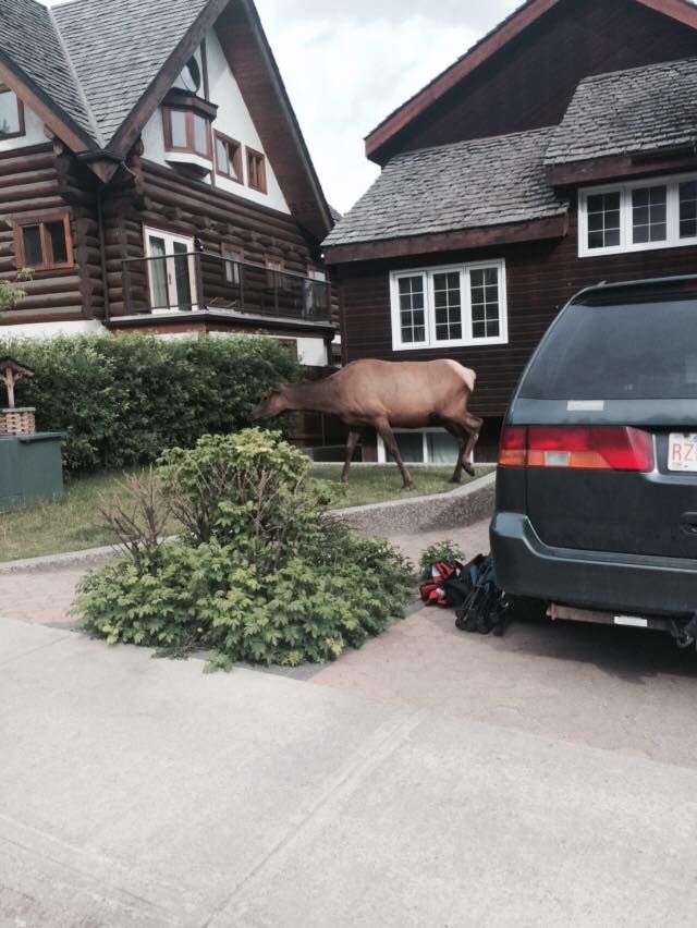 11537936_10153346519137158_524977883300278212_n