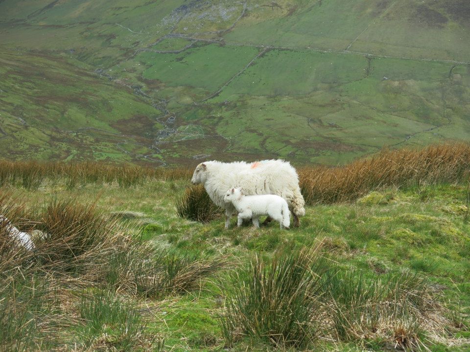 10311770_733468960038603_1674782321944695867_n