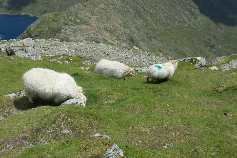 10347801_750016075050558_2323598298639780943_n