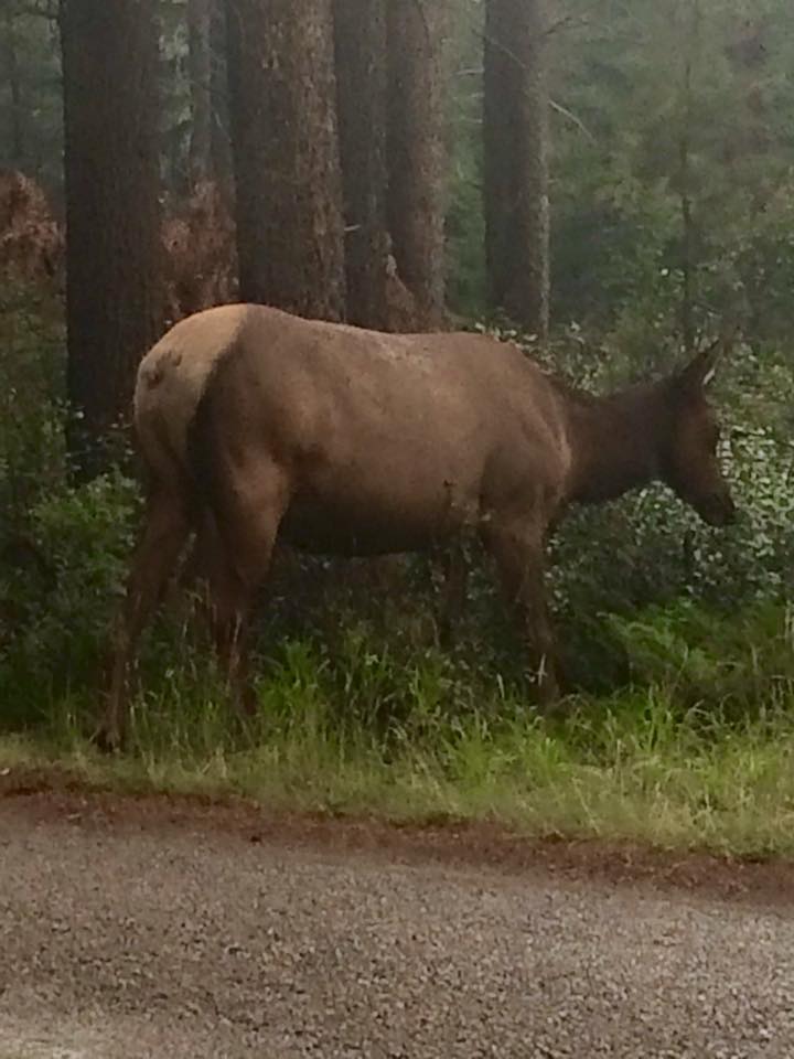 11951296_10153526441367158_3204351099475308865_n