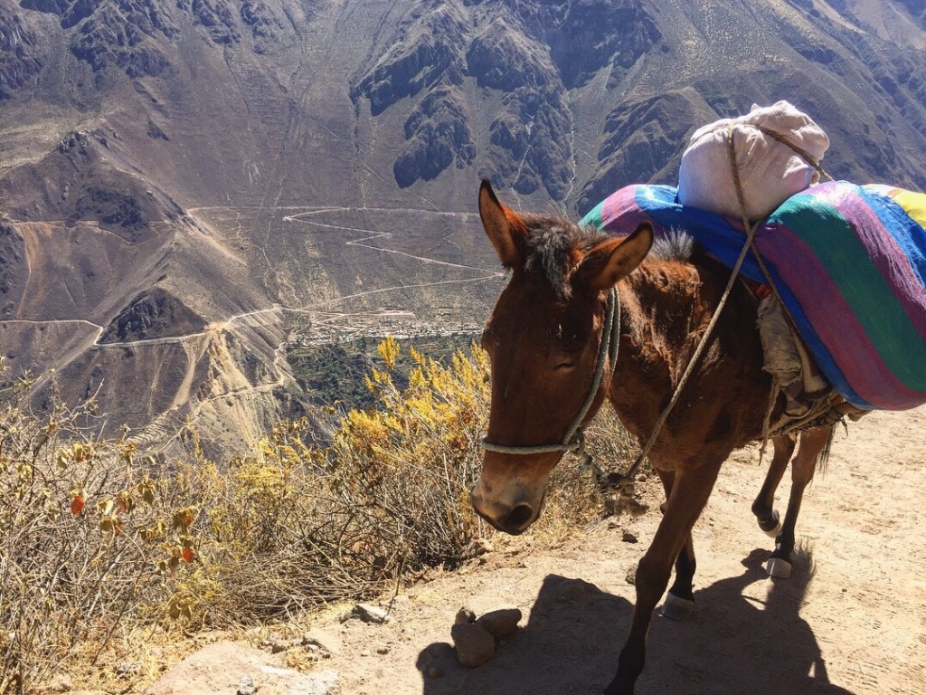 Colca Canyon Adventure