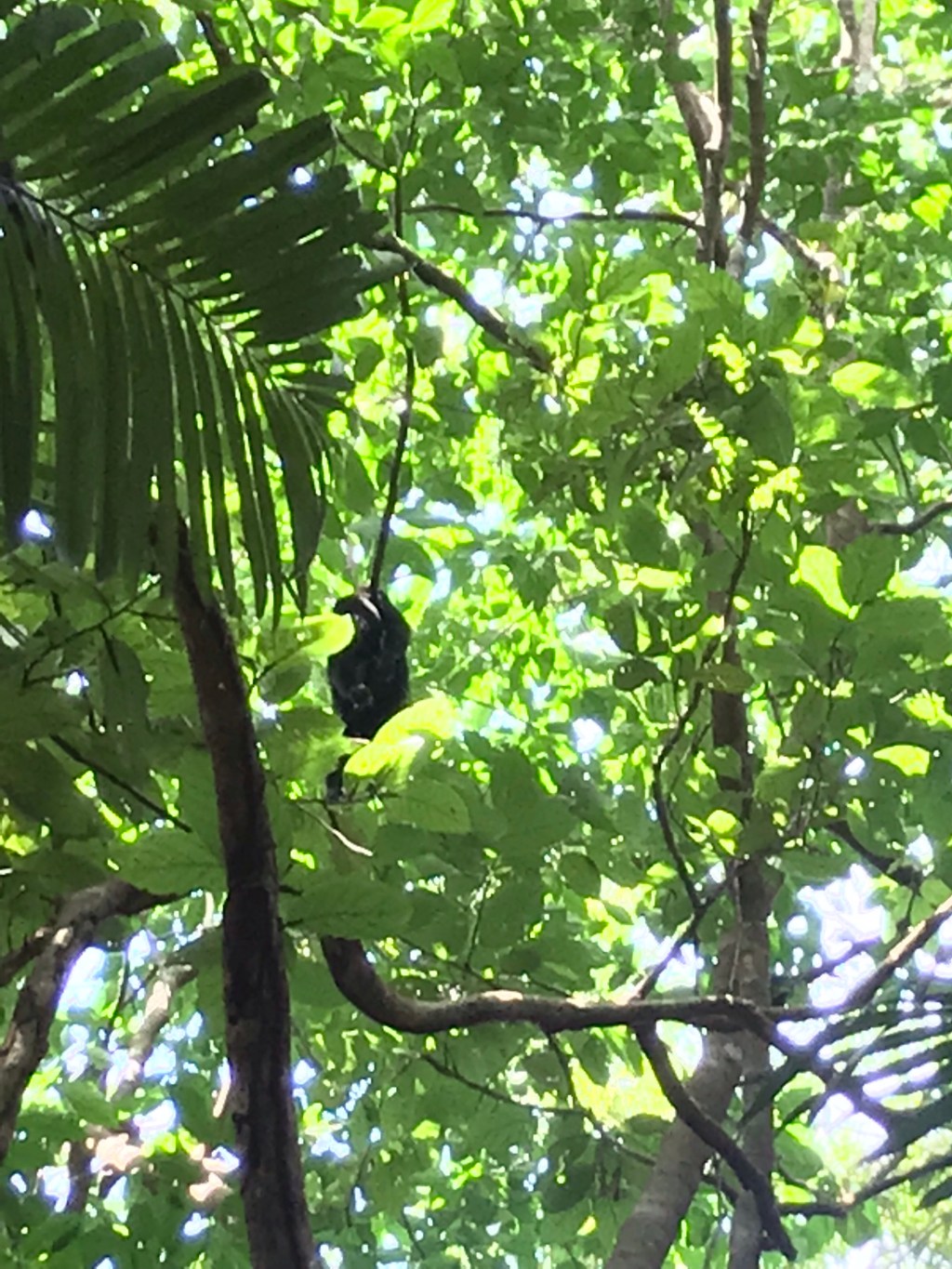 Monkeys near Monkey River and onward to San&nbsp;Ignacio
